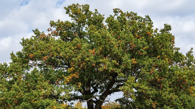 Lire la suite à propos de l’article 2 décembre 11h St-Maur : Fêtons le Grand             Chêne élu « Arbre Remarquable de France » par A.R.B.R.E.S